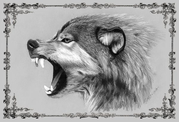 600x408 Wolf Pencil Drawing By Jasminasusak - Wolf Pencil Sketch