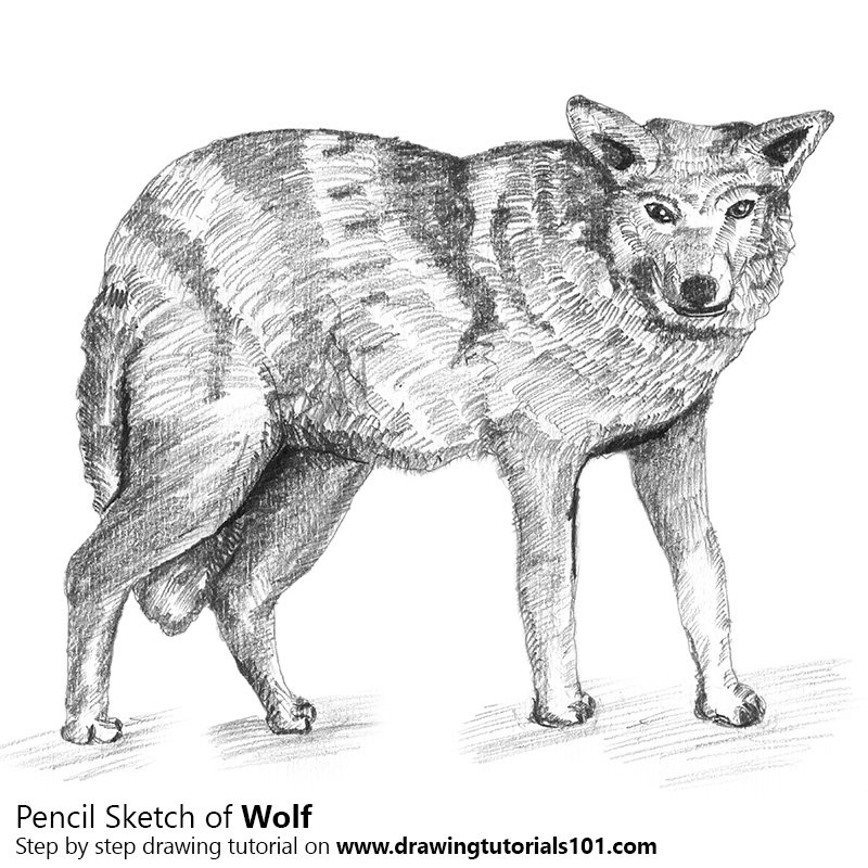 800x800 Wolf With Pencils Pencil Drawing - Wolf Pencil Sketch