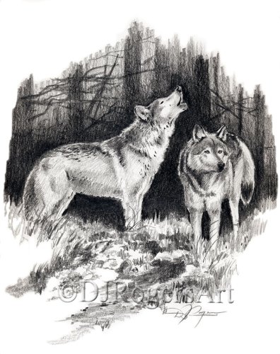 396x500 Wolves Pencil Drawing Wolf Art Print Signed By Artist Dj Rogers - Wolf Pencil Sketch