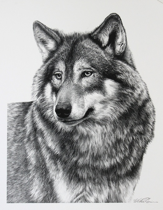 Wolf Pencil Sketch at PaintingValley.com | Explore collection of Wolf ...