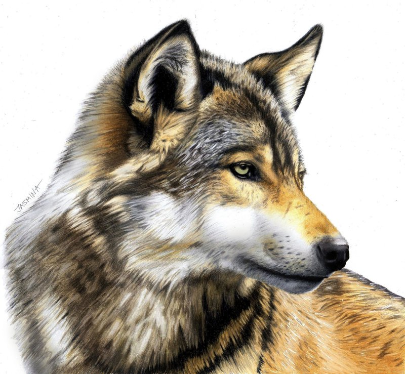 800x739 Colored Pencil Drawing Of A Wolf By Jasminasusak - Wolf Pencil Sketch
