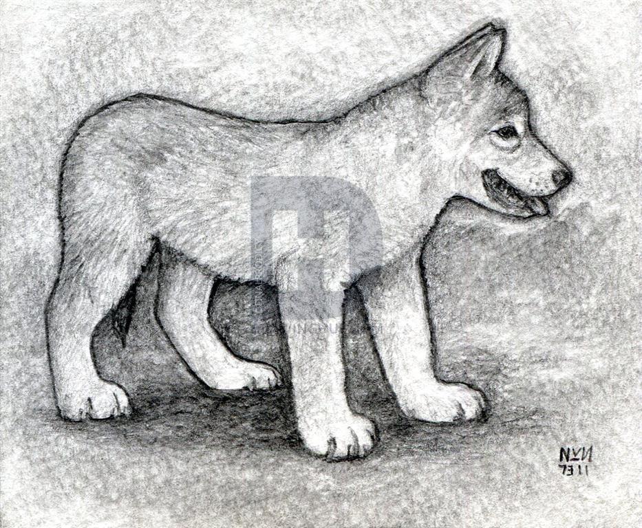 933x768 How To Draw A Wolf Puppy, Step By Step, Drawing Guide, By - Wolf Pup Sketch