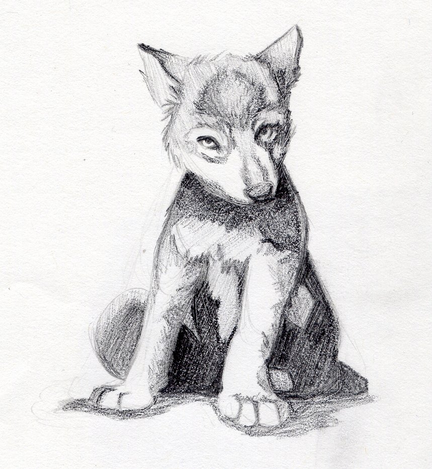 859x931 Wolf Pup Sketch - Wolf Pup Sketch