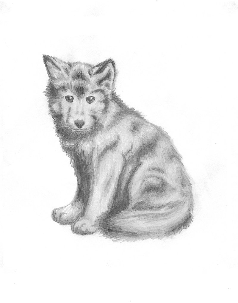 800x1018 Wolf Pup By Katalisk - Wolf Pup Sketch