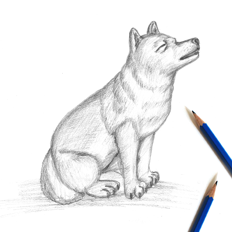 800x800 Wolf Pup Sketch With Pencil By Drawingtutorials101 - Wolf Pup Sketch