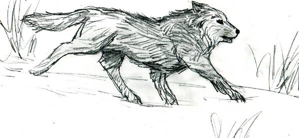 599x277 Running Wolf Sketch - Wolf Running Sketch