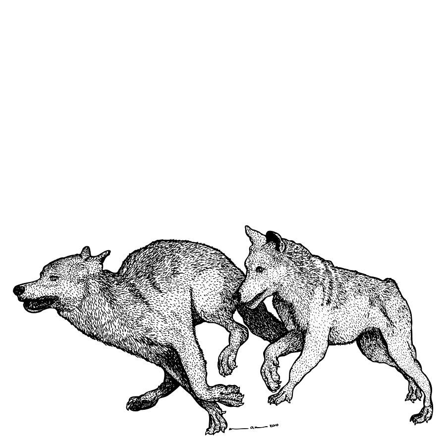 900x900 Running Wolves Drawing By Karl Addison - Wolf Running Sketch