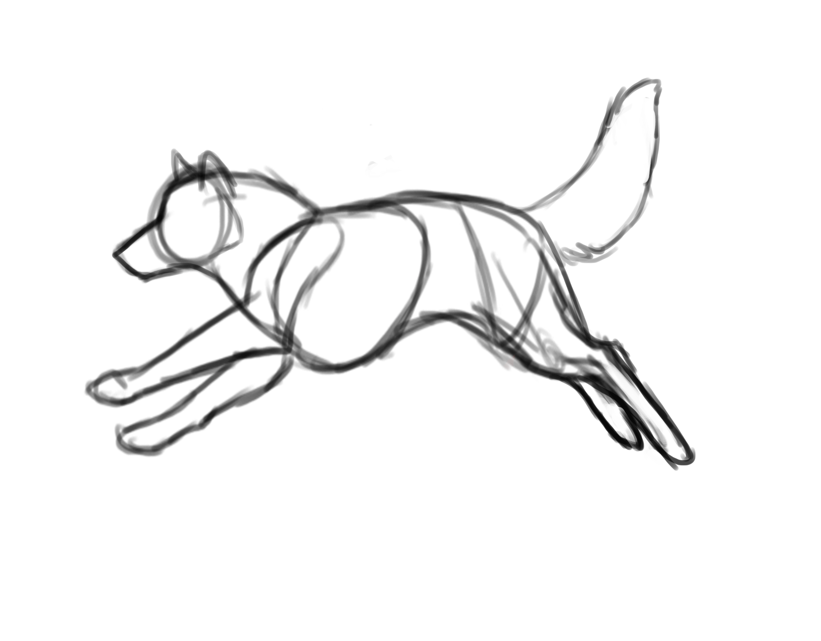 2695x2103 Wolf Run Cycle Sketch By Rainbow Foxy - Wolf Running Sketch