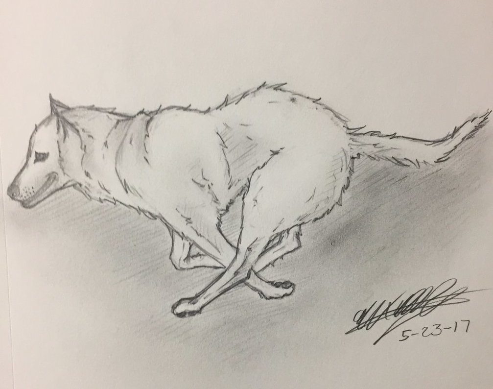 1007x794 Wolf Running Practice By Ansem The Dead - Wolf Running Sketch