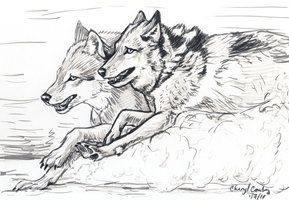289x200 Wolves Running Sketch By Silvercrossfox Sounds, Thermodynamics - Wolf Running Sketch