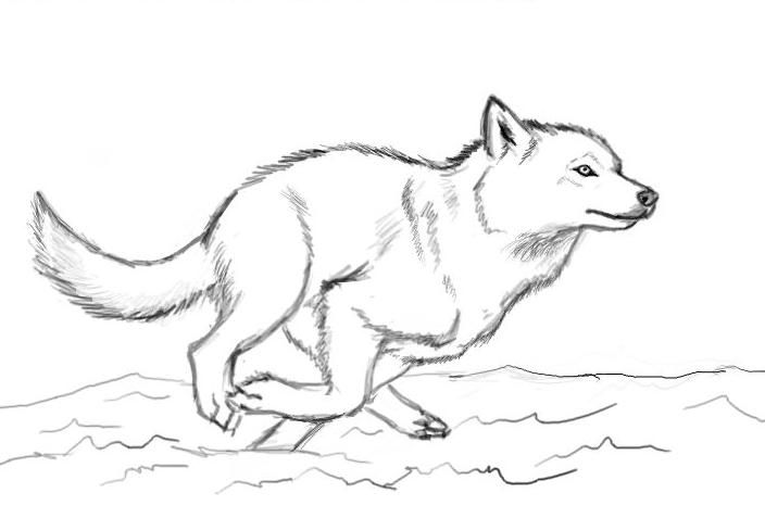 704x489 Wolf Running Drawing - Wolf Running Sketch