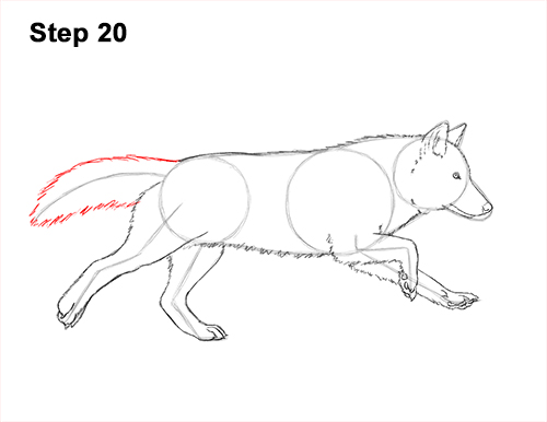 500x386 How To Draw A Wolf (Running) Video Amp Step By Step Pictures - Wolf Running Sketch
