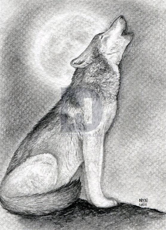 556x768 How To Draw A Howling Wolf, Step By Step, Drawing Guide, By - Wolf Sketch