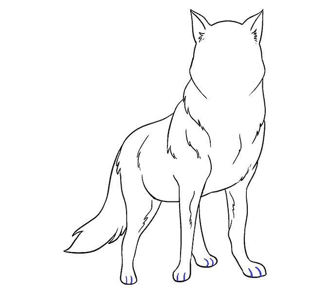 678x600 How To Draw A Wolf Easy Step By Step Drawing Guides - Wolf Sketch