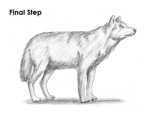 500x386 How To Draw A Wolf - Wolf Sketch