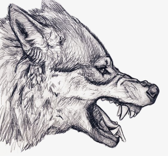 564x523 Sketch Wolf, Wolf Clipart, Wolf, Animal Png Image And Clipart For - Wolf Sketch