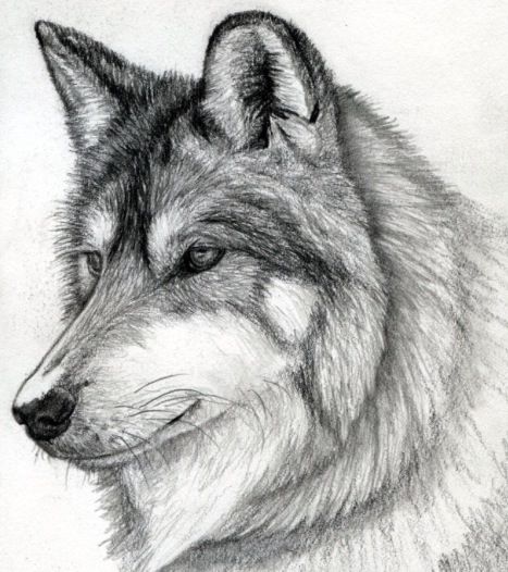 467x526 Wolf Sketch Adult Color In 2018 Drawings, Animal - Wolf Sketch