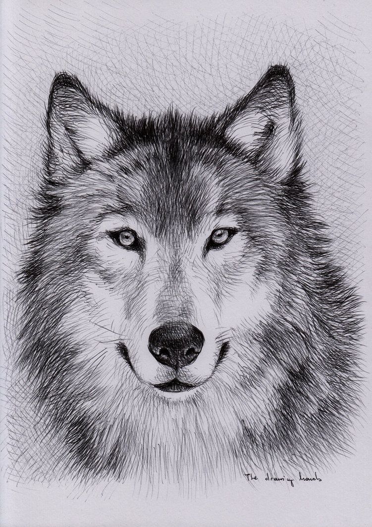 751x1063 Unique Wolf Drawings - Wolf Sketch