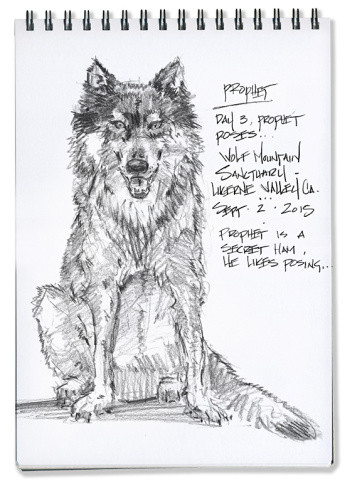 345x486 Off Slideshow Sketches With Wolves Artist Mike Sheehan - Wolf Sketch Art