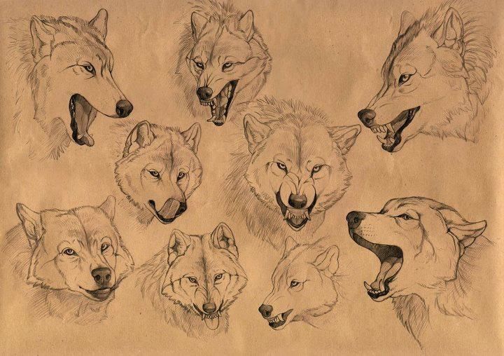 720x508 Wolves In 2018 Wolf, Drawings And Art - Wolf Sketch Art