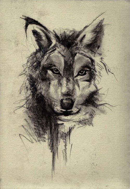 500x728 Wolf Face Sketch Art Wallpaper - Wolf Sketch Art