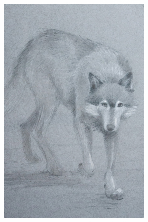 576x864 Wolf Sketch - Wolf Sketch Art
