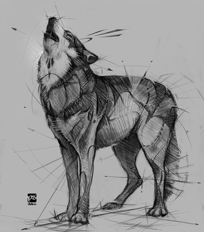 701x800 Wolf Sketch Psdelux By Psdeluxe - Wolf Sketch Art