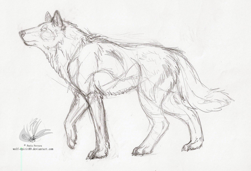 1024x699 Wolf Spirit Lineart Sketch By Wolf Spirit89 - Wolf Sketch Art