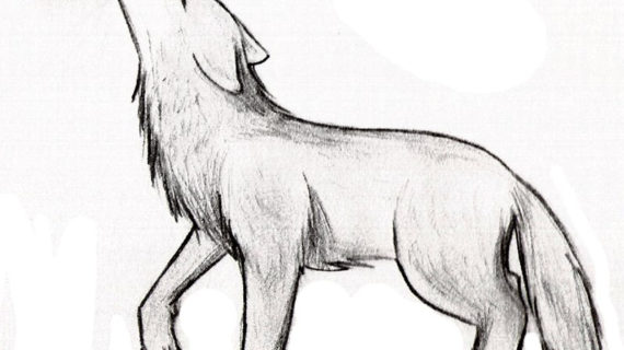 570x320 Pictures Easy Sketches Of Wolves, - Wolf Sketch Easy