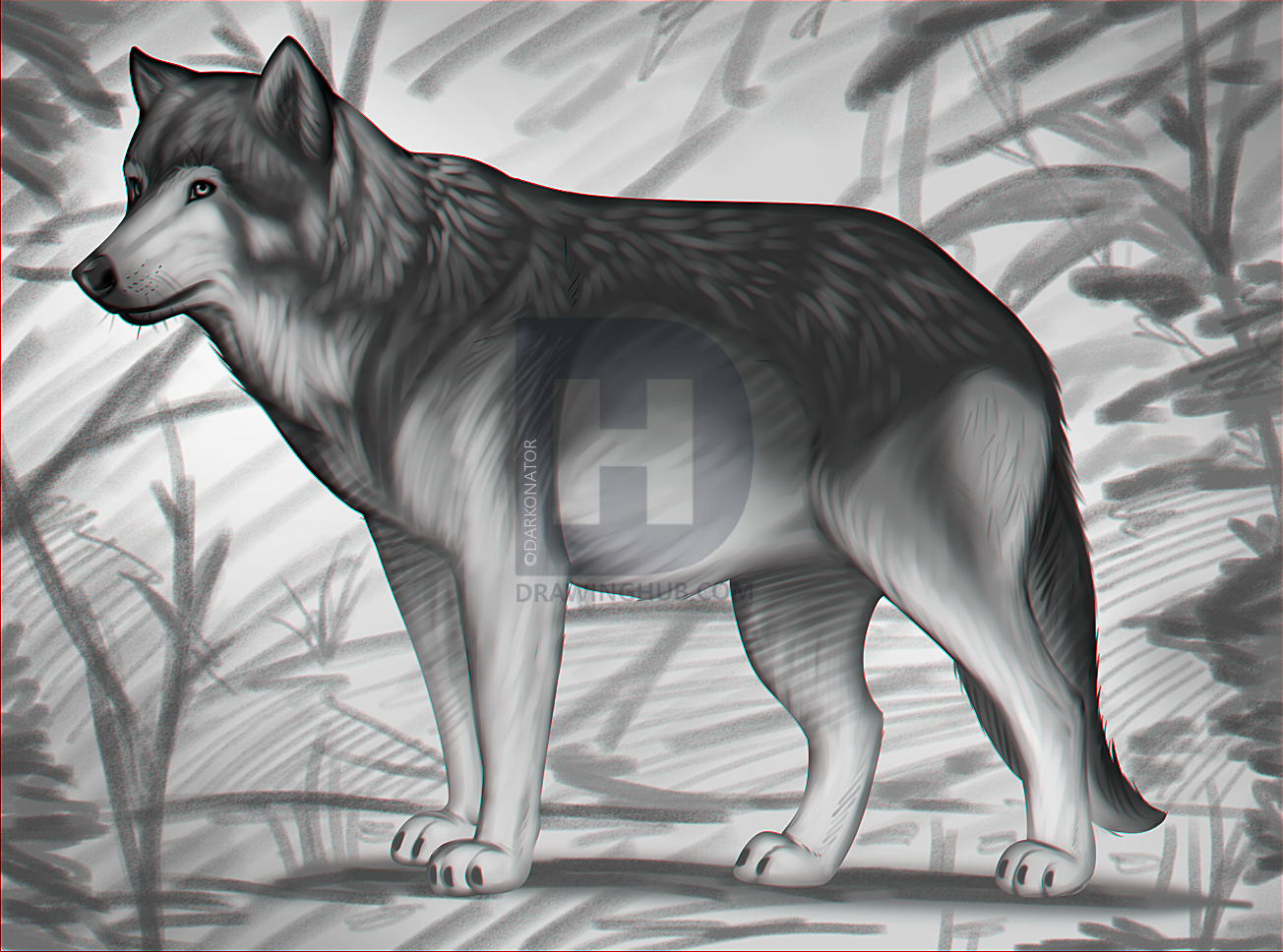 1304x968 Realistic Wolf Sketch Drawing Tutorial, Step By Step, Drawing - Wolf Sketch Easy