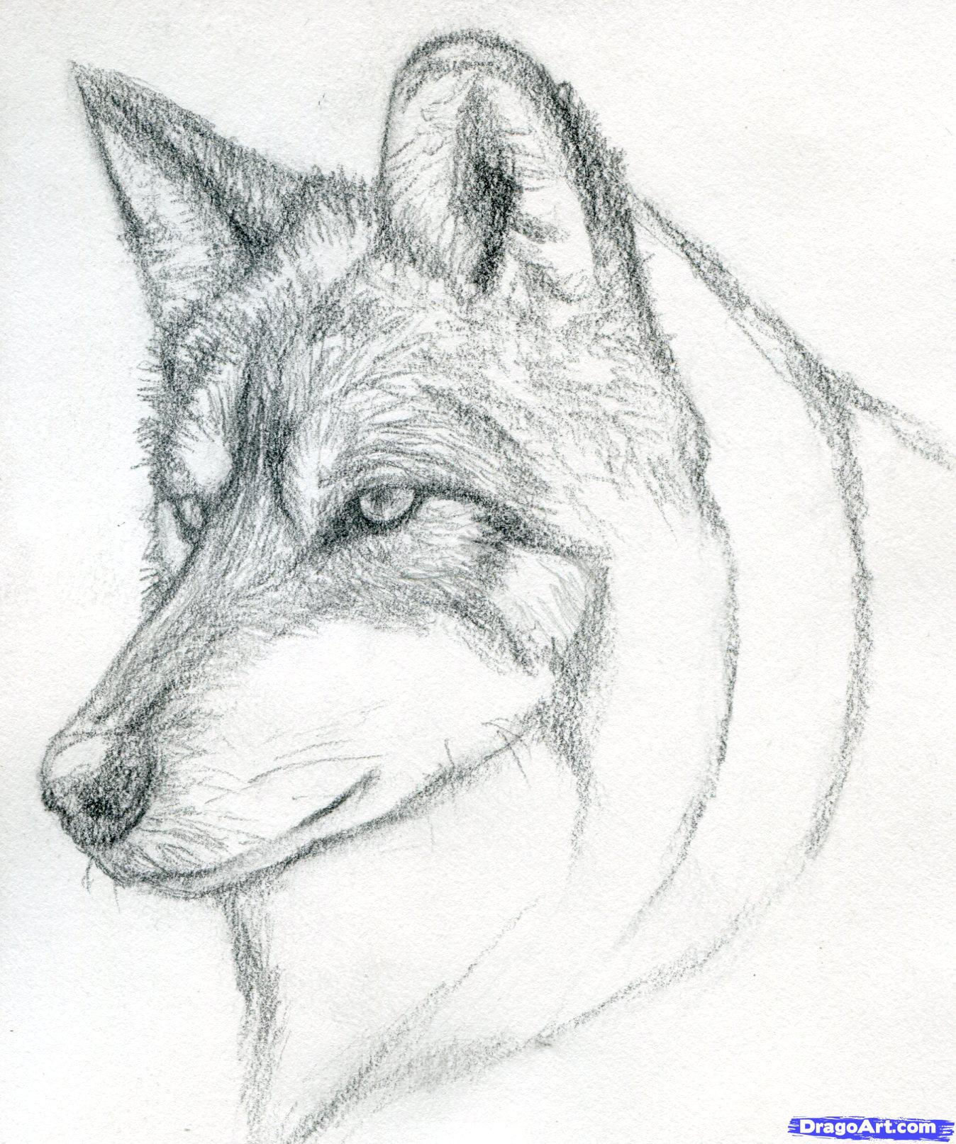 Wolf Sketch Easy at Explore collection of Wolf