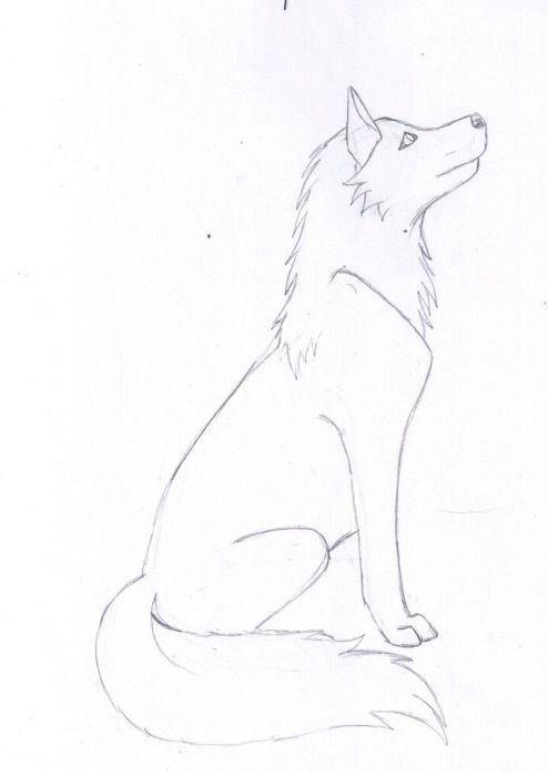 494x700 Simple Wolf Sketch Wolf Drawings In 2018 Drawings - Wolf Sketch Easy