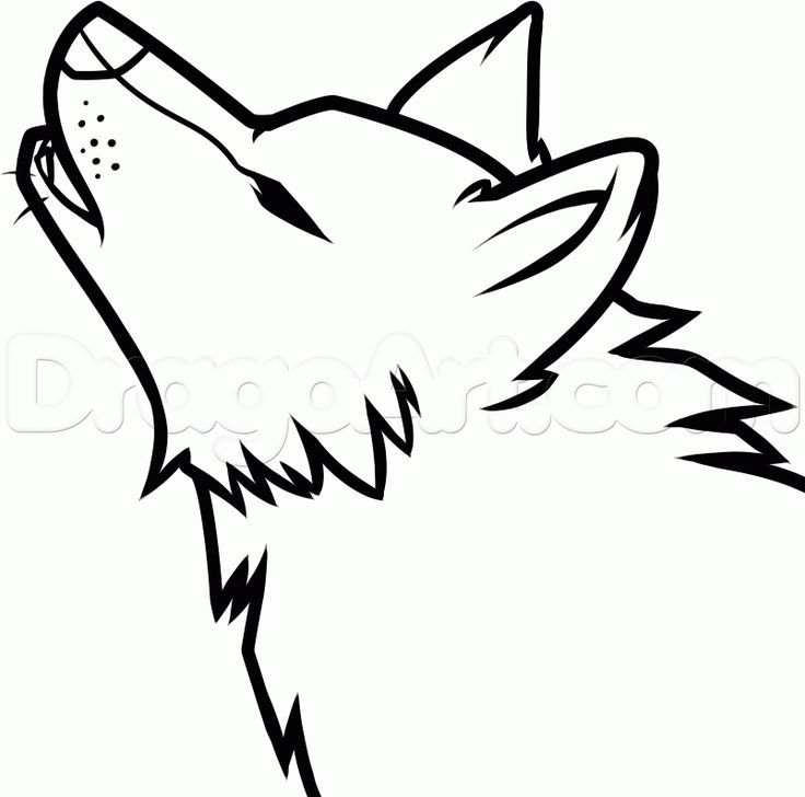 736x728 Wolf Drawing Easy - Wolf Sketch Easy