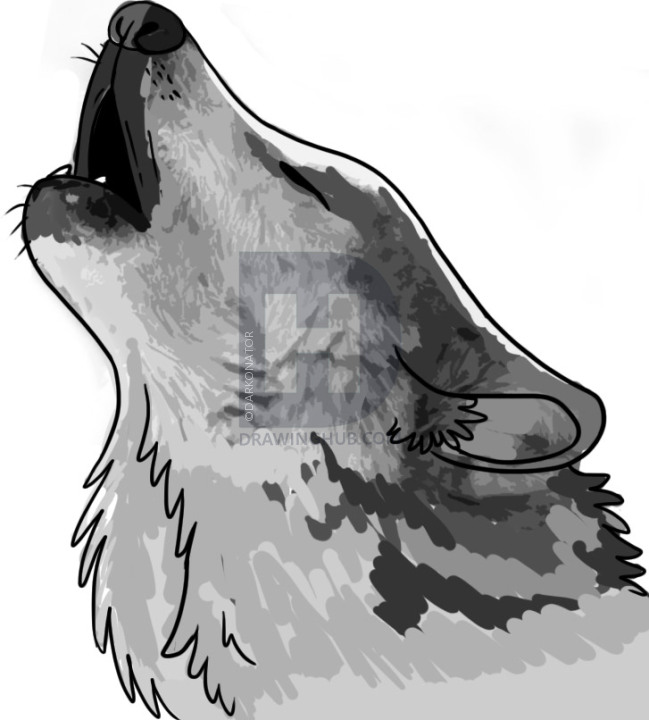 649x720 How To Draw A Howling Wolf, Step By Step, Drawing Guide, By - Wolf Sketch Howling