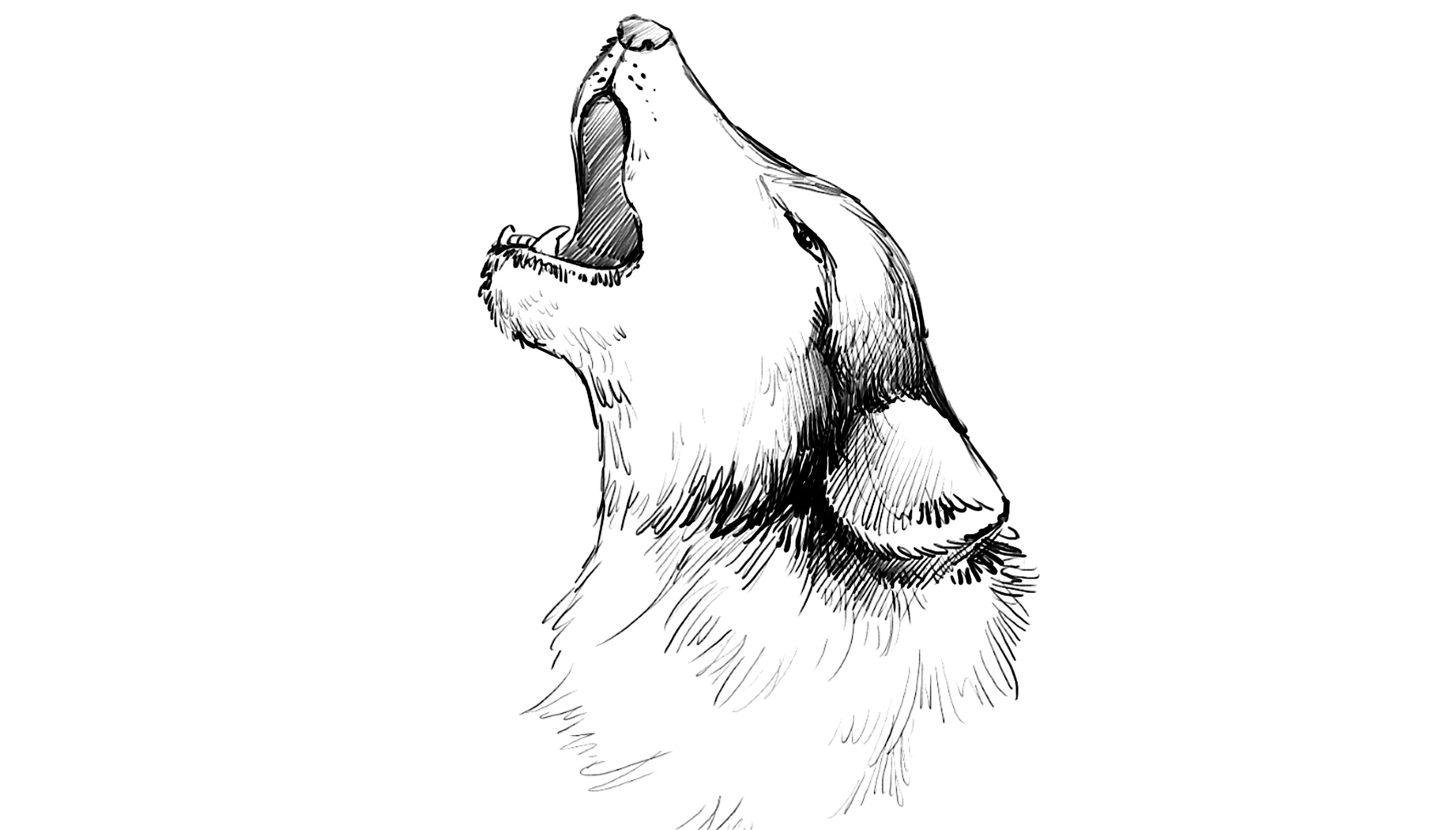 Воющий волк рисунок карандашом