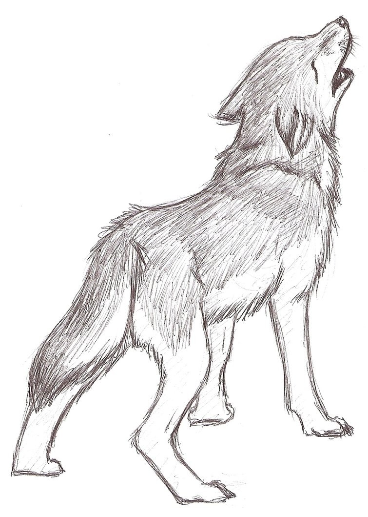 755x1059 Maxresdefault Wolf Howling Drawing - Wolf Sketch Howling