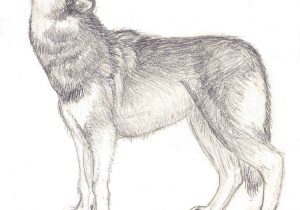 300x210 Sketch Of Wolf Howling - Wolf Sketch Howling