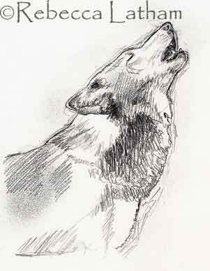 301x389 Wolf Sketch Howling Paintings Of Wildlife Amp Nature By Rebecca - Wolf Sketch Howling