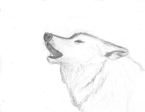 488x377 Quick Sketch Of Howling Wolf By Mia 017 - Wolf Sketch Howling
