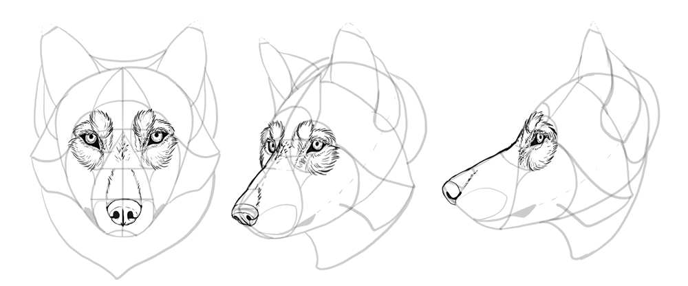 1000x416 How To Draw A Wolf Head And Shoulders, Knees And Paws - Wolf Sketch Images