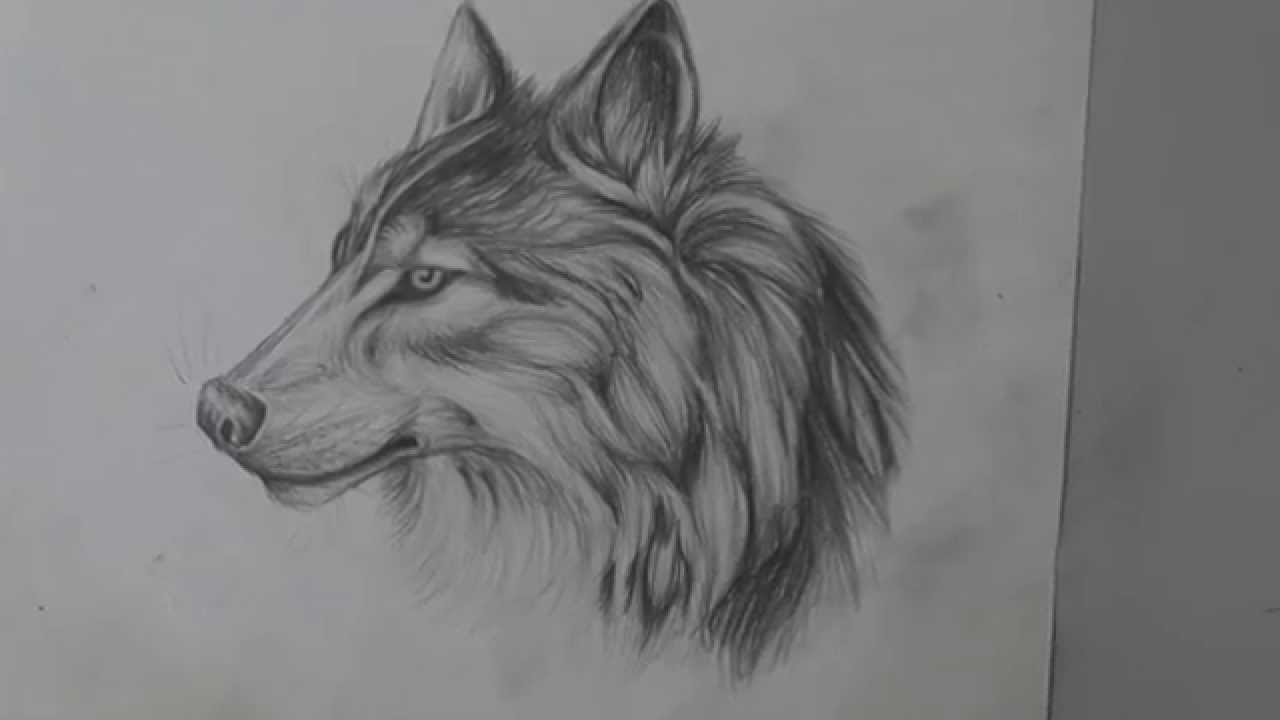 1280x720 Pencil Drawing Of A Wolf - Wolf Sketch Images
