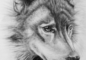 300x210 Sketches Of Wolfs Pencil Drawings Of Wolves - Wolf Sketch Images