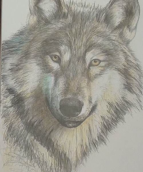 500x599 Wolf Sketch Drawing Skill - Wolf Sketch Images