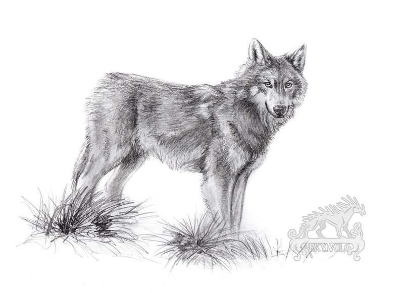 800x581 Wolf Sketch By Arkyivolg - Wolf Sketch Images
