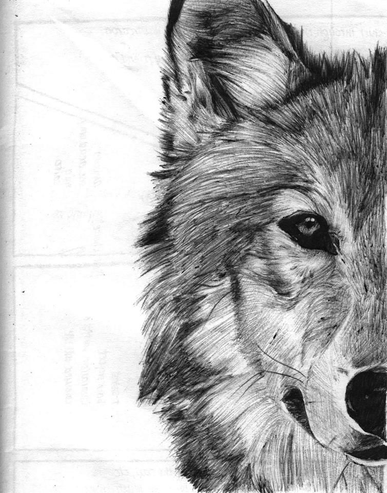 754x960 Wolf Sketch By Shanita Lyn. Ballpoint Pen In Moleskine. ) Art - Wolf Sketch Images