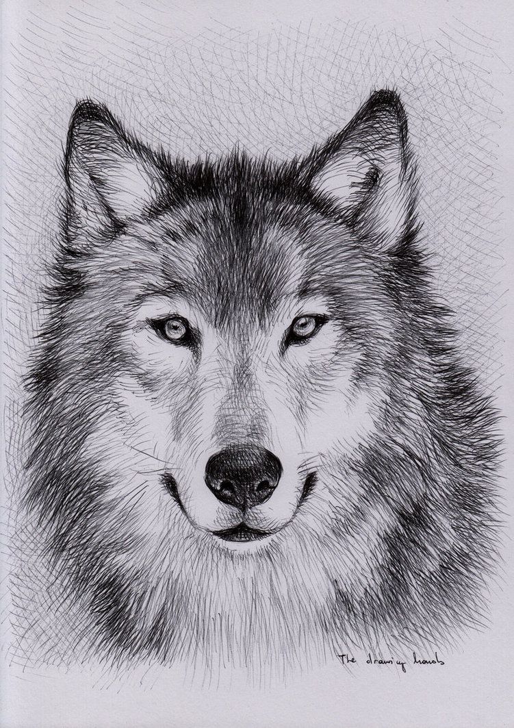 Wolf Sketch Images At PaintingValley.com | Explore Collection Of Wolf ...