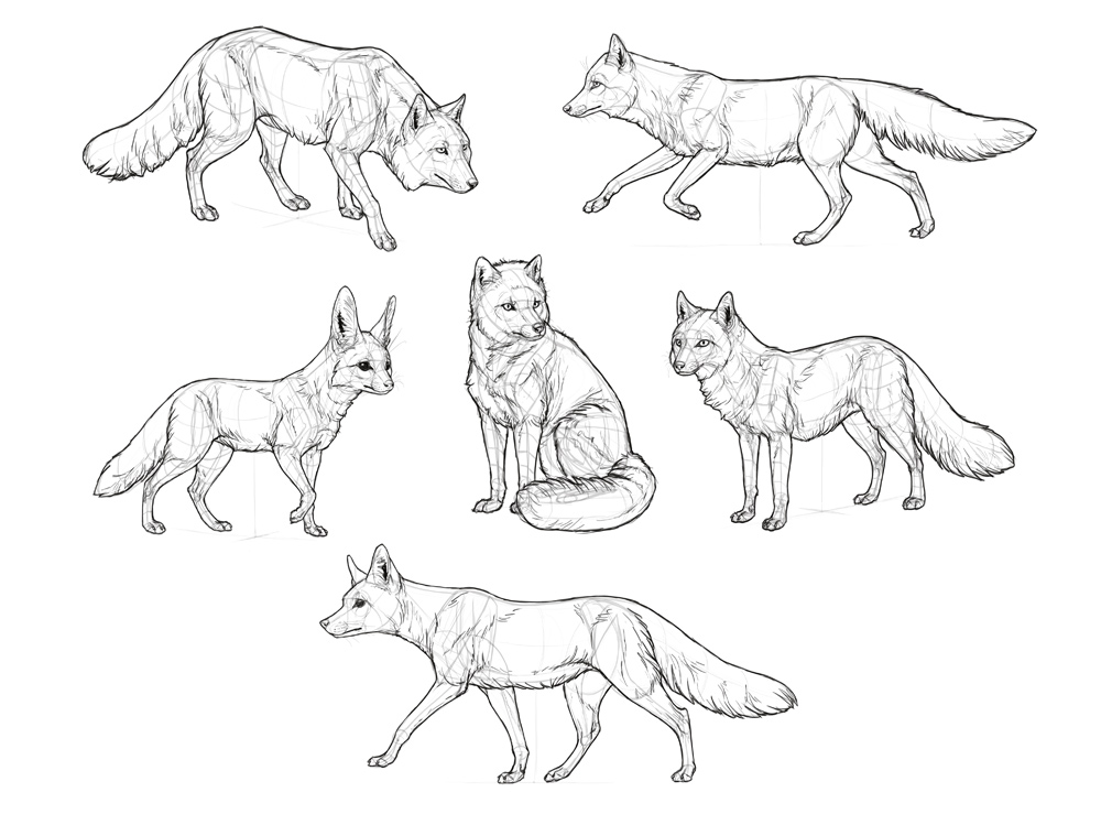 1000x749 How To Draw A Fox Step By Step - Wolf Sketch Step By Step