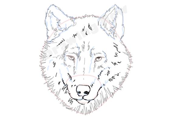 600x400 How To Draw A Wolf Face - Wolf Sketch Step By Step