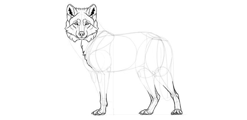850x413 How To Draw A Wolf Step By Step - Wolf Sketch Step By Step