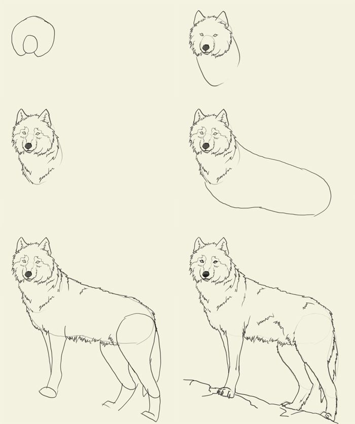 700x836 Drawing For Girls How To Draw Wolf How To Draw Wolf Art - Wolf Sketch Step By Step